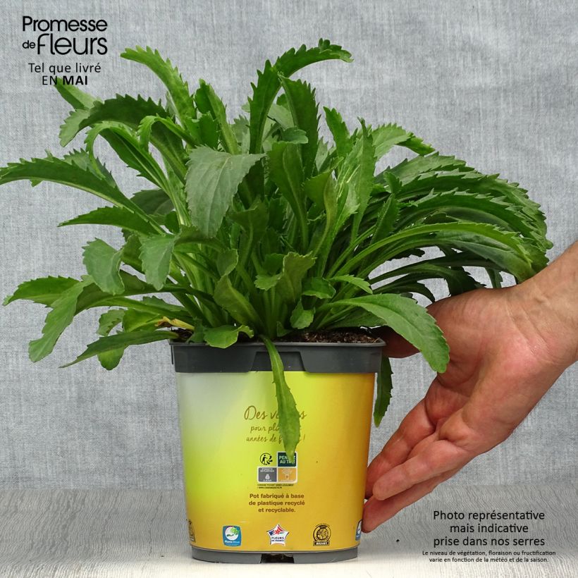 Leucanthemum superbum Broadway Lights - Shasta Daisy 2L/3L pot sample as delivered in spring