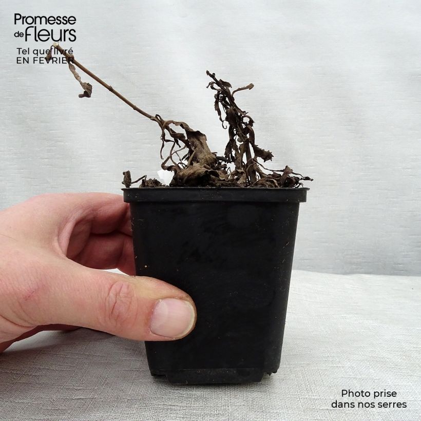 Leucanthemum superbum Christine Hagemann - Shasta Daisy 8/9 cm pot sample as delivered in winter