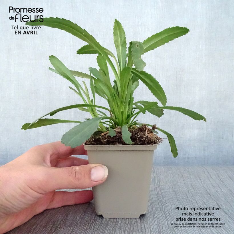 Leucanthemum superbum Christine Hagemann - Shasta Daisy 8/9 cm pot sample as delivered in spring