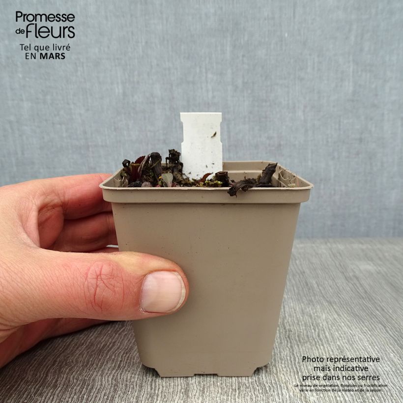 Leucanthemum superbum Luna - Shasta Daisy 8/9 cm pot sample as delivered in winter