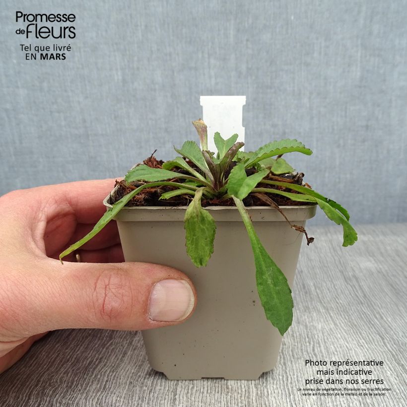 Leucanthemum superbum Old Court - Shasta Daisy 8/9 cm pot sample as delivered in winter