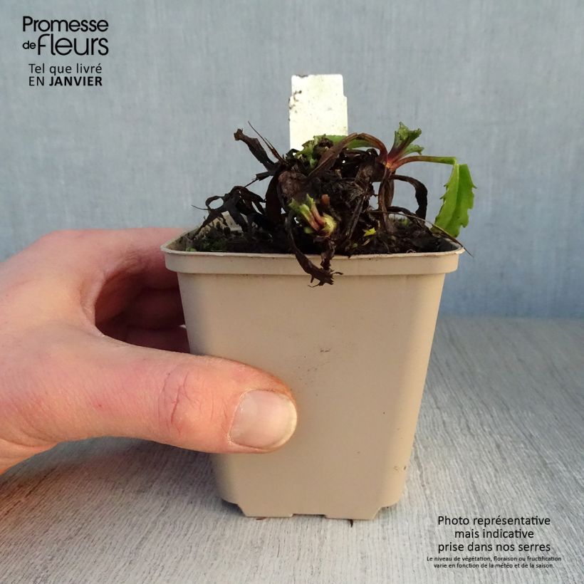 Leucanthemum superbum Real Galaxy - Shasta Daisy 8/9 cm pot sample as delivered in winter