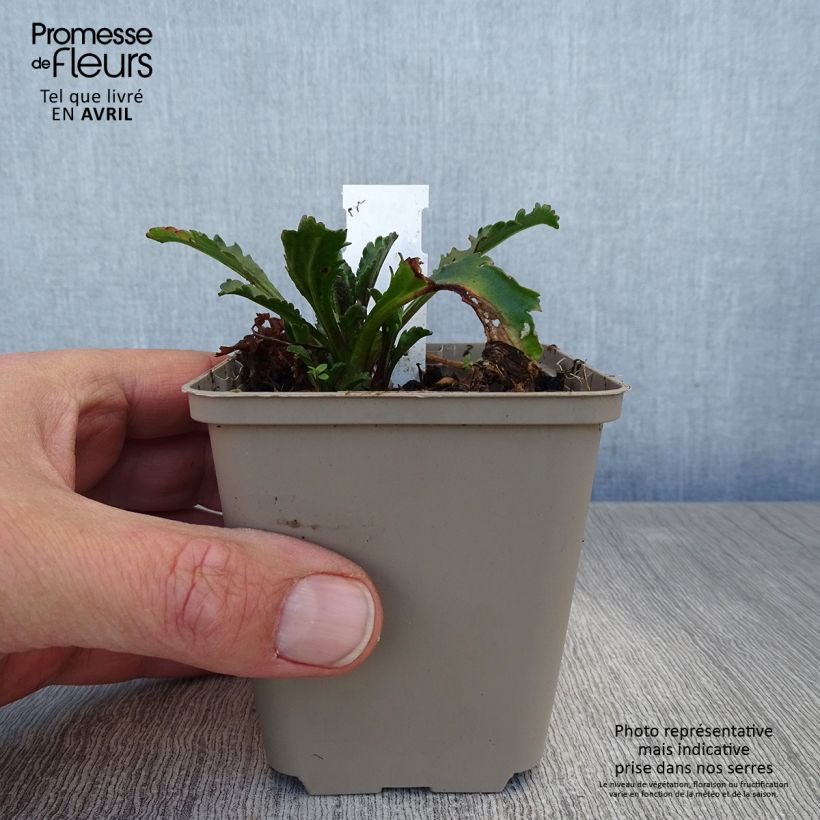 Leucanthemum superbum Real Galaxy - Shasta Daisy 8/9 cm pot sample as delivered in spring