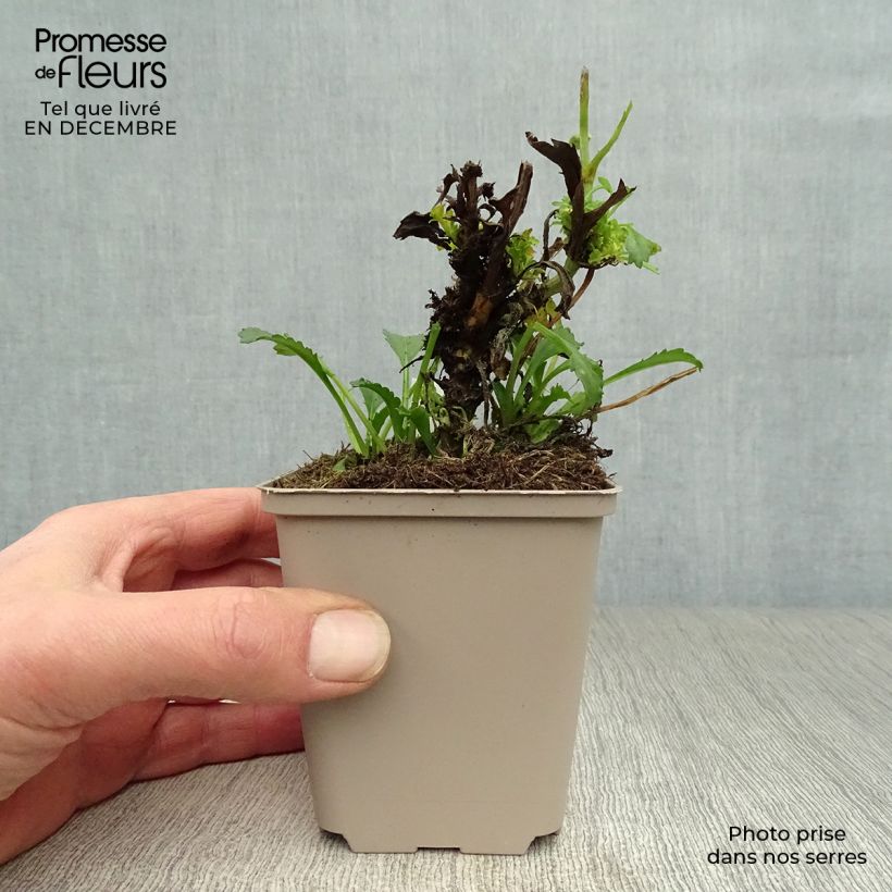 Leucanthemum superbum Real Glory - Shasta Daisy 8/9 cm pot sample as delivered in winter