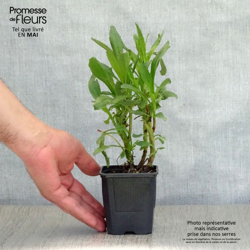 Leucanthemum superbum Sonnenschein - Shasta Daisy 8/9 cm pot sample as delivered in spring