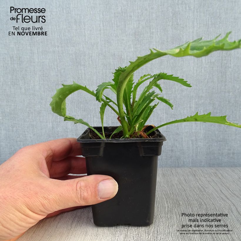 Leucanthemum superbum Wirral Supreme - Shasta Daisy 7/8 cm pot sample as delivered in autumn