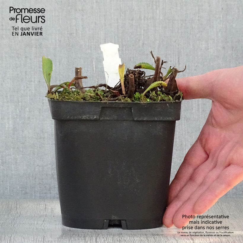 Leucanthemum superbum Wirral Supreme - Shasta Daisy 2L/3L pot sample as delivered in winter