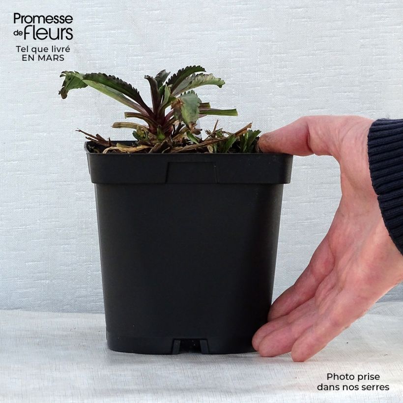 Leucanthemum superbum Wirral Supreme - Shasta Daisy 2L/3L pot sample as delivered in spring