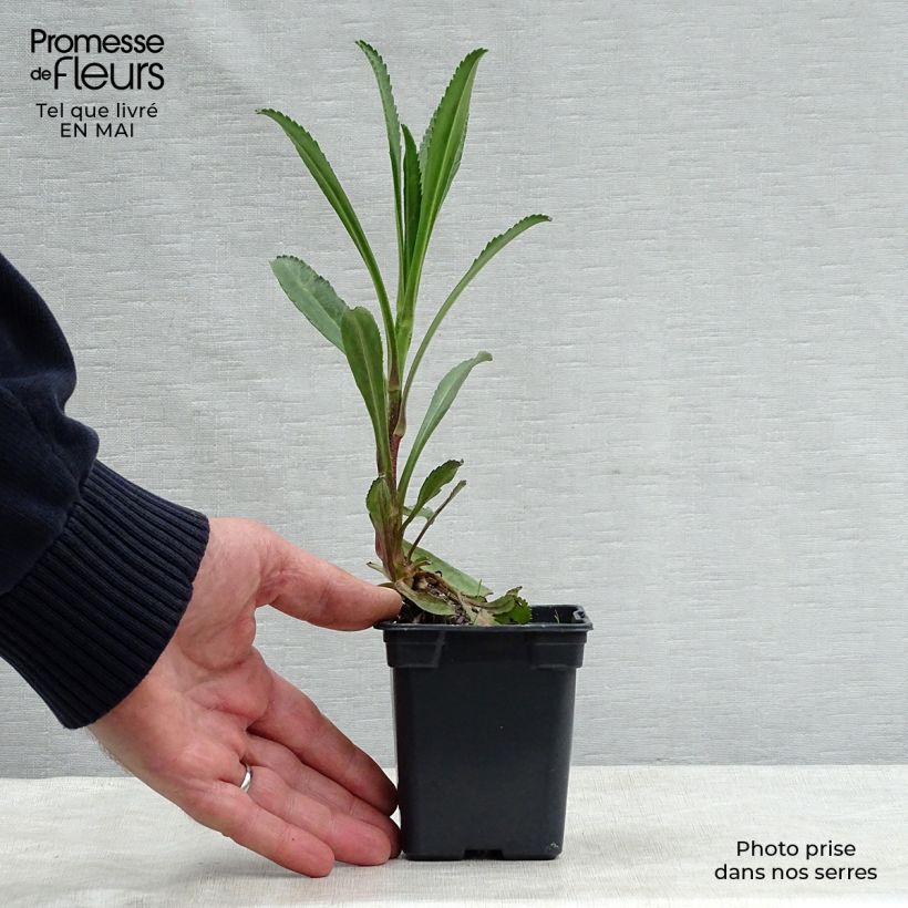 Leucanthemum superbum Wirral Supreme - Shasta Daisy 7/8 cm pot sample as delivered in spring