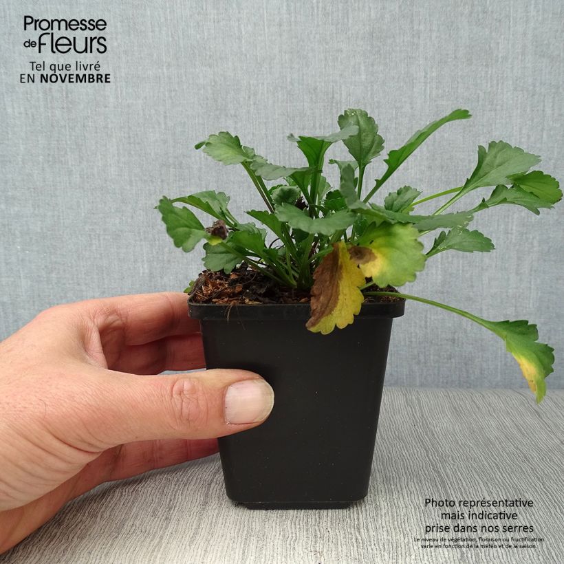 Leucanthemum vulgare Maikonigin 8/9 cm pot sample as delivered in autumn