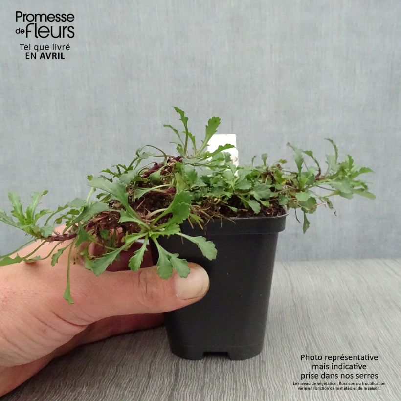 Leucanthemum vulgare Maikonigin 8/9 cm pot sample as delivered in spring