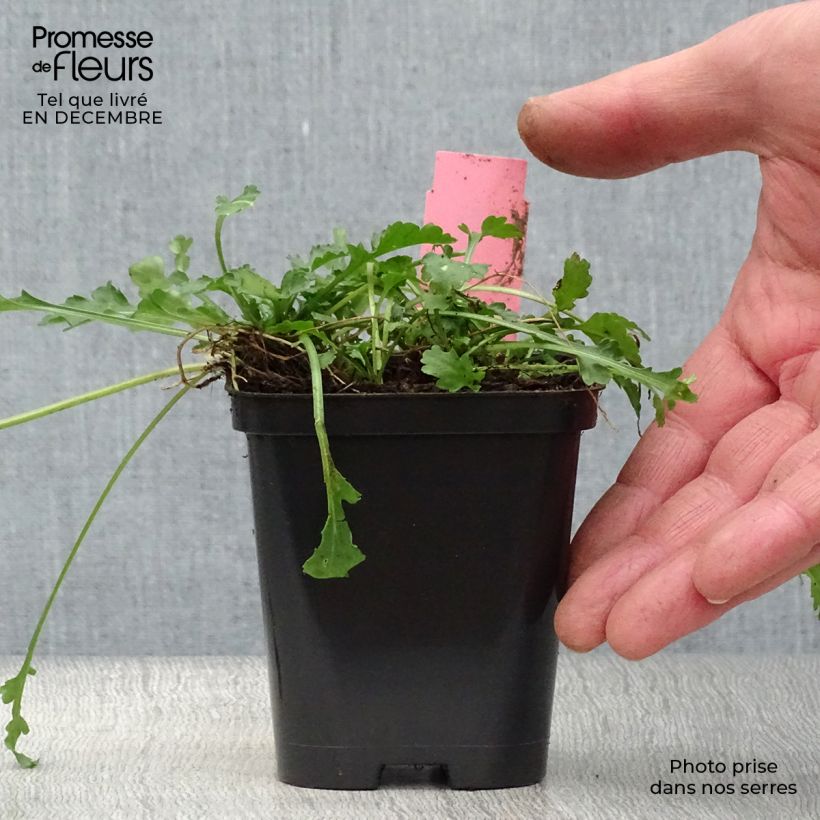 Leucanthemum vulgare 8/9 cm pot sample as delivered in winter