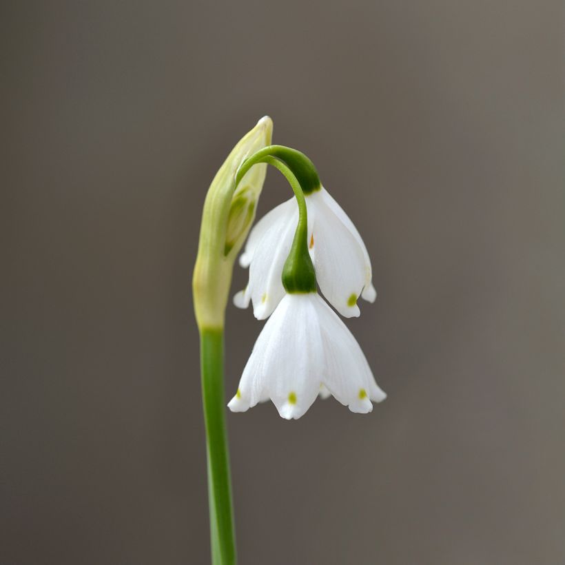 Leucojum aestivum 'Bridesmaid' (Flowering)