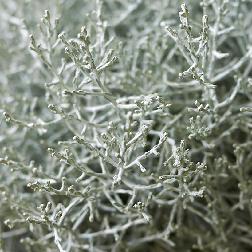 Leucophyta brownii - Cushion Bush (Foliage)