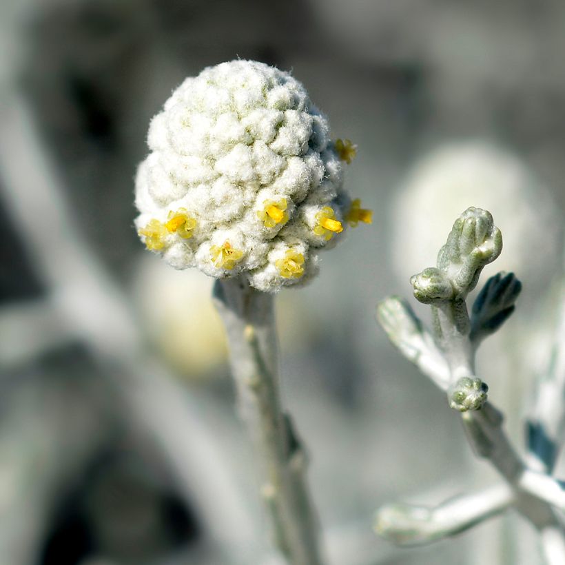 Leucophyta brownii - Cushion Bush (Flowering)