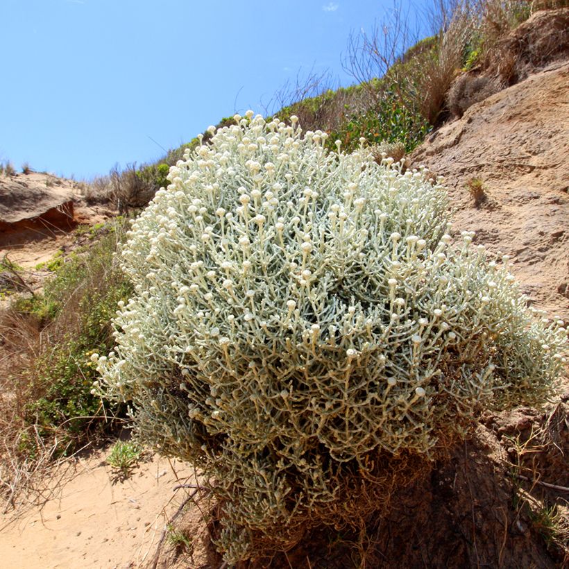 Leucophyta brownii - Cushion Bush (Plant habit)