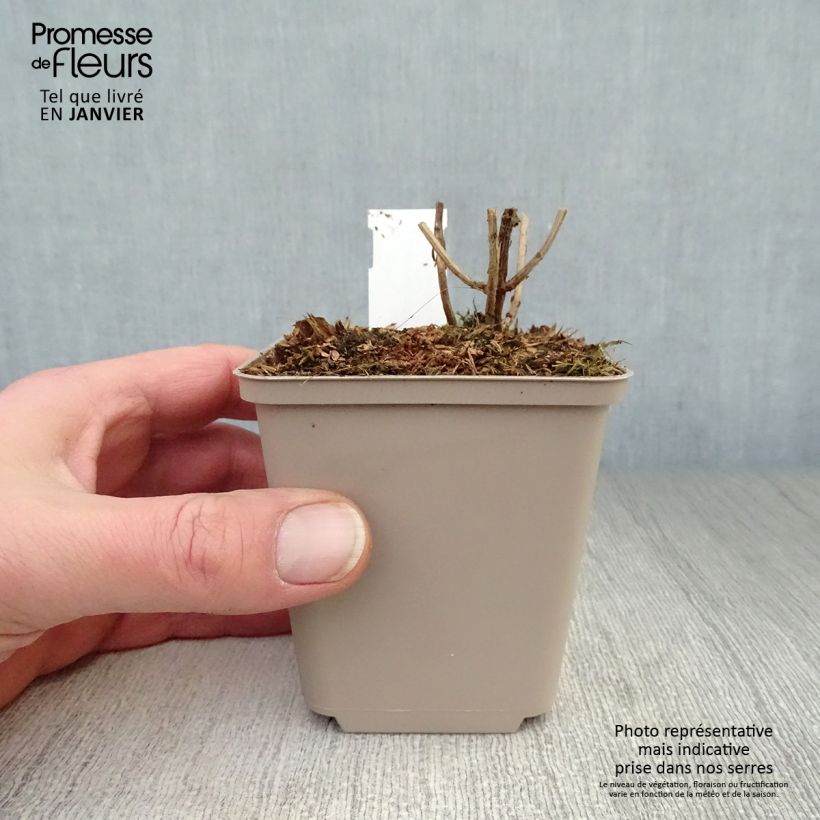 Leucosceptrum japonicum Golden Angel 8/9 cm pot sample as delivered in winter