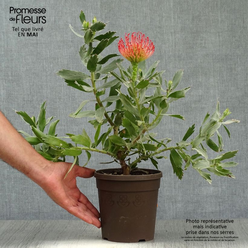 Leucospermum cordifolium Carnival Red 2L/3L pot sample as delivered in spring
