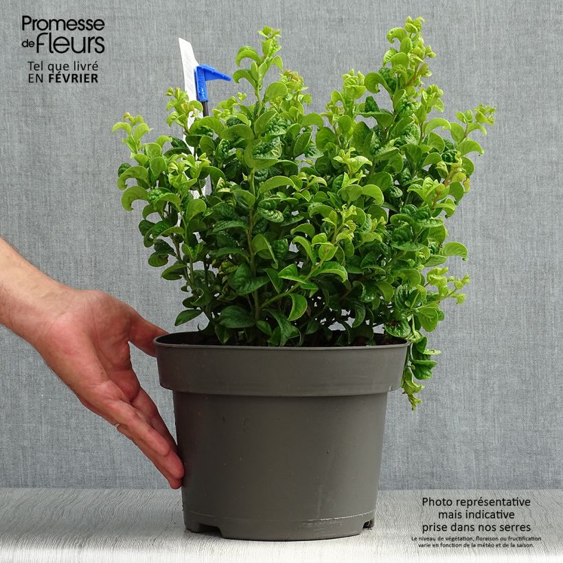 Leucothoe axillaris Curly Gold 2L/3L pot sample as delivered in autumn