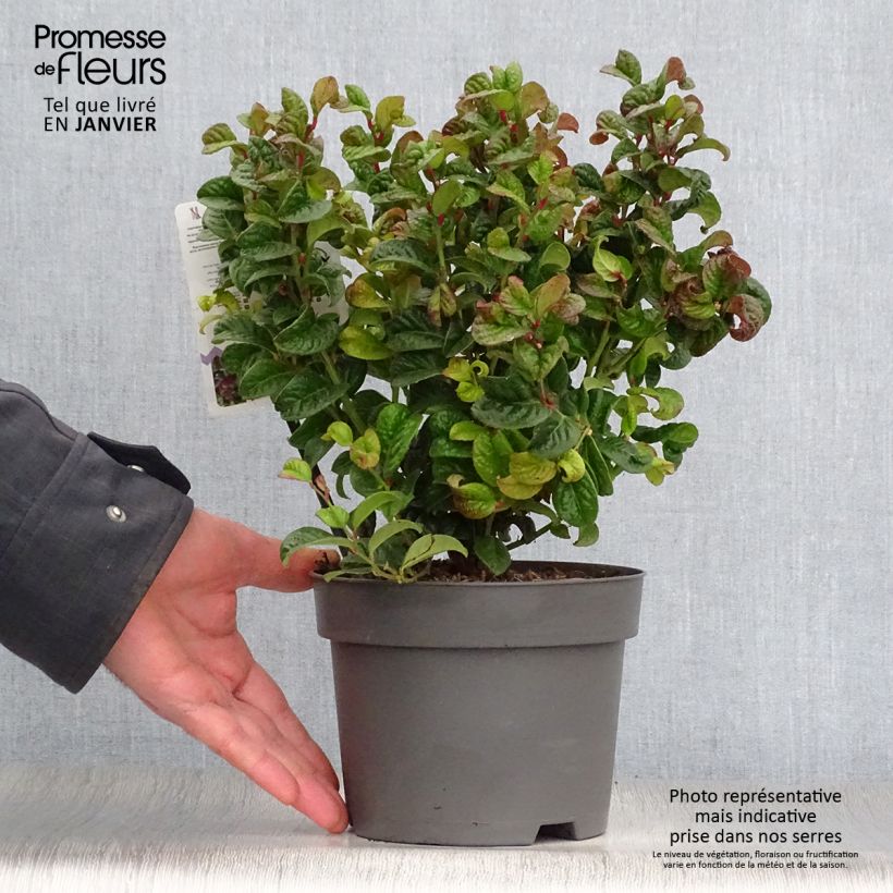 Leucothoe axillaris Curly Red 2L/3L pot sample as delivered in winter