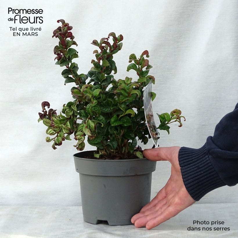 Leucothoe axillaris Curly Red 2L/3L pot sample as delivered in spring