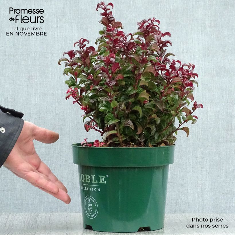 Leucothoe axillaris Twisting Red - Dog hobble 3L/4L pot sample as delivered in autumn