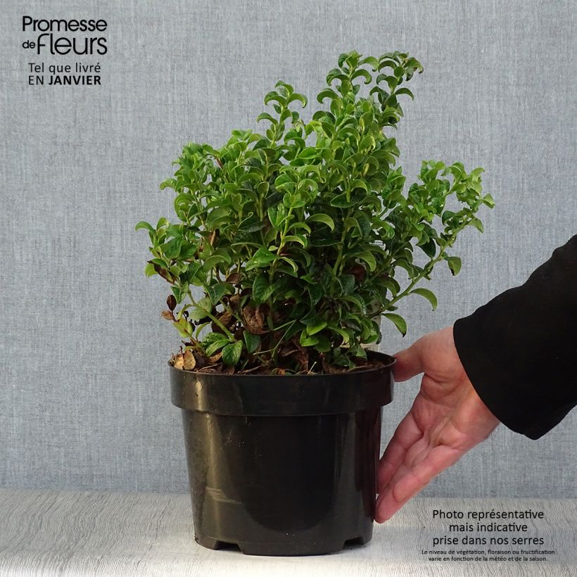 Leucothoe axillaris Twisting Red - Dog hobble 3L/4L pot sample as delivered in winter