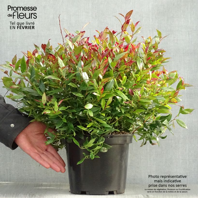 Leucothoe fontanesiana Little Flames 4L/5L pot sample as delivered in winter