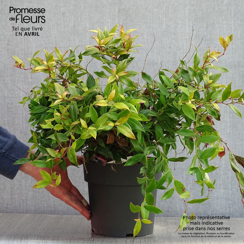 Leucothoe fontanesiana Little Flames 4L/5L pot sample as delivered in spring