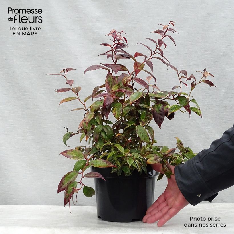 Leucothoe fontanesiana Makijaz 3L/4L pot sample as delivered in spring