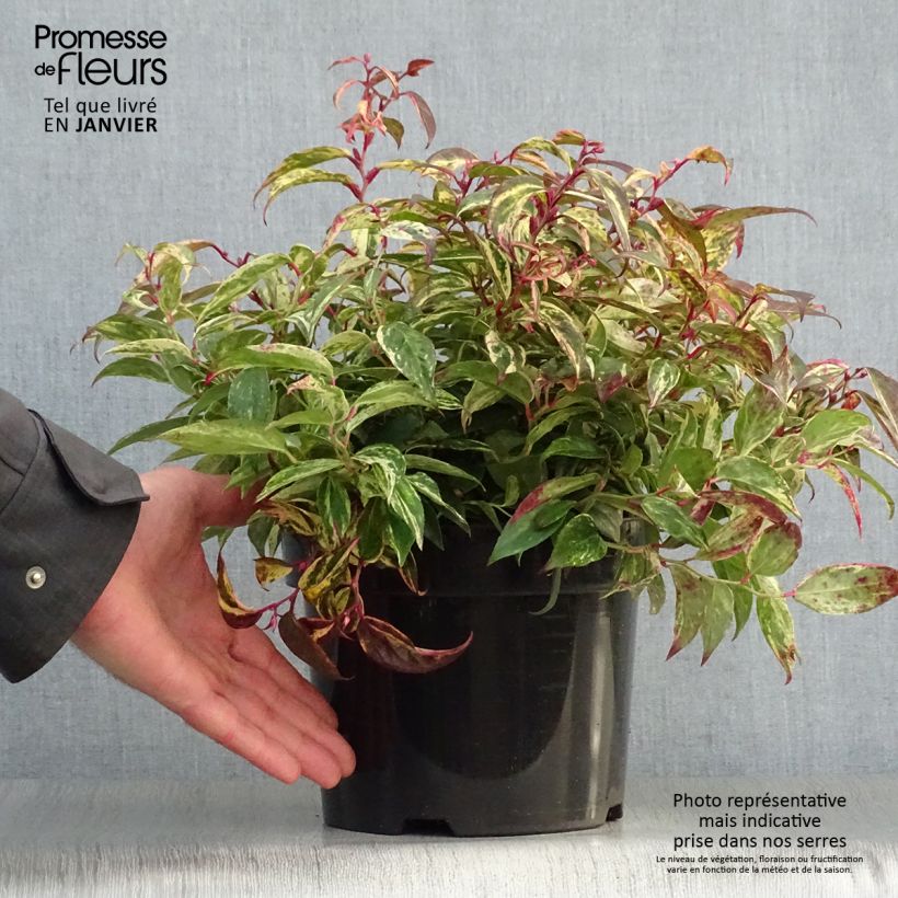 Leucothoe fontanesiana Makijaz 3L/4L pot sample as delivered in winter