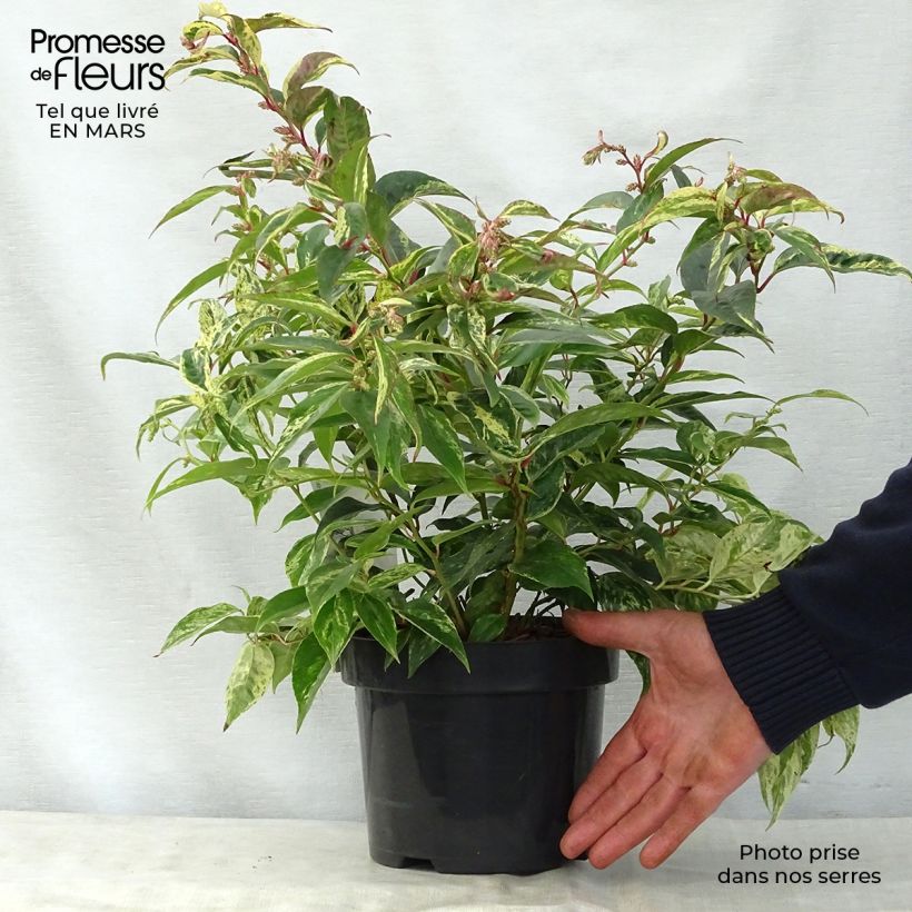 Leucothoe fontanesiana Rainbow 2L/3L pot sample as delivered in spring