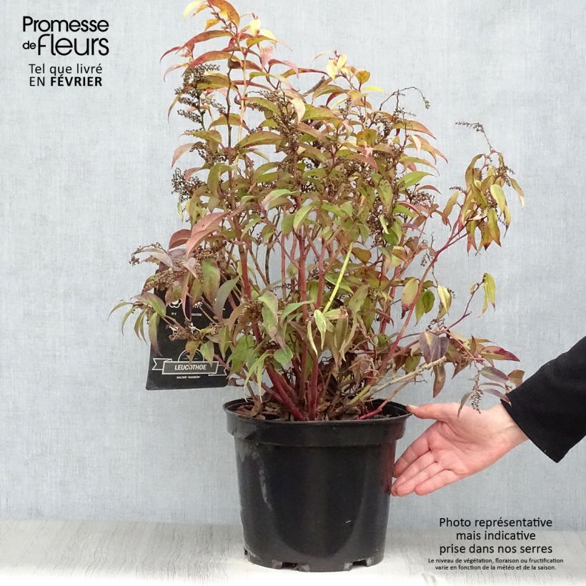 Leucothoe fontanesiana Rainbow 7.5L/10L pot sample as delivered in winter