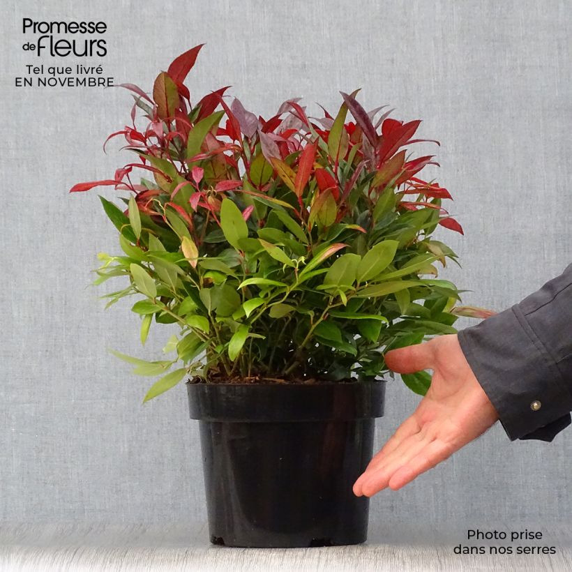 Leucothoe fontanesiana Scarletta 2L/3L pot sample as delivered in autumn