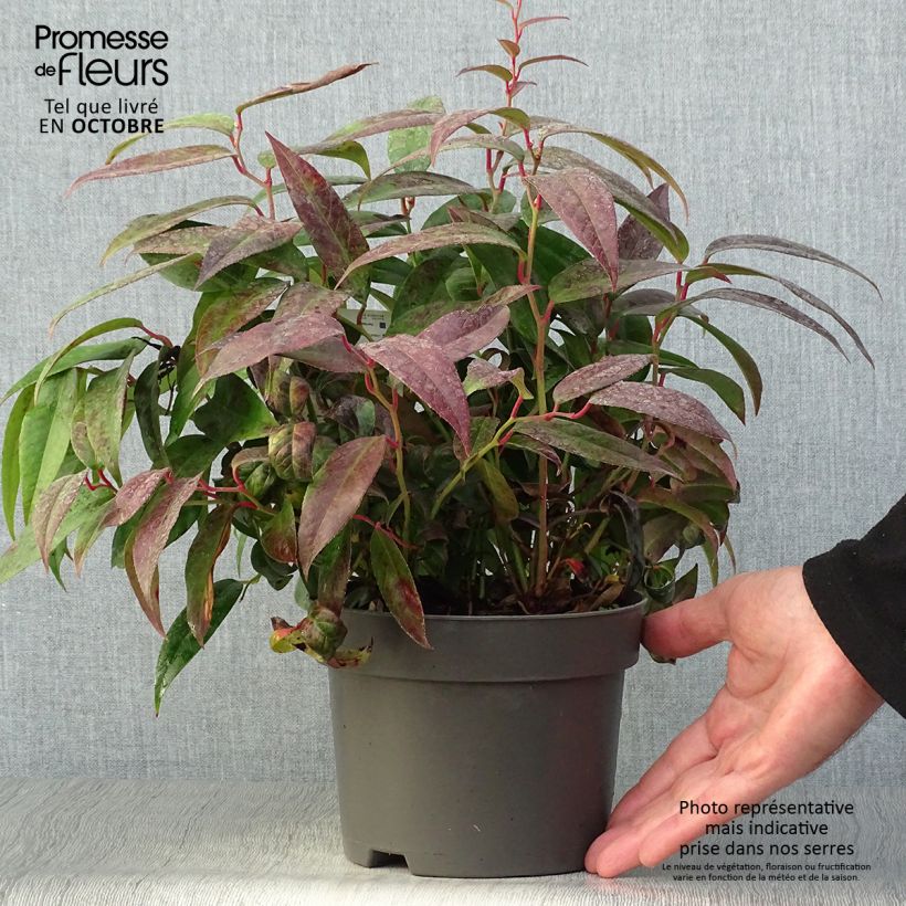 Leucothoe fontanesiana Zebonard 2L/3L pot sample as delivered in autumn
