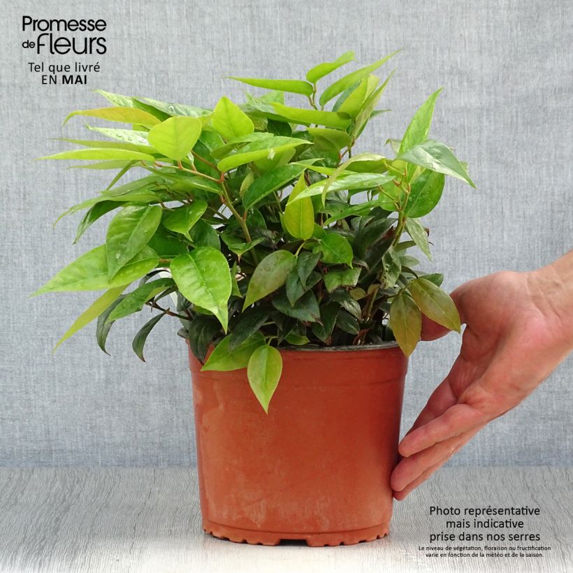 Leucothoe fontanesiana Zebonard 2L/3L pot sample as delivered in spring