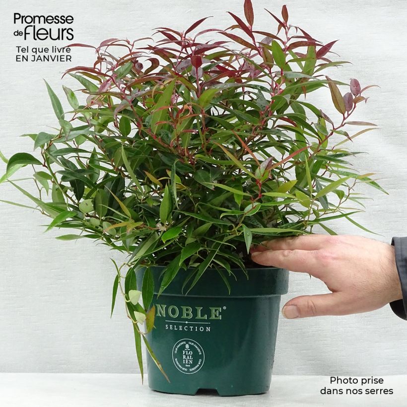 Leucothoe keiskei Burning Love 2L/3L pot sample as delivered in winter
