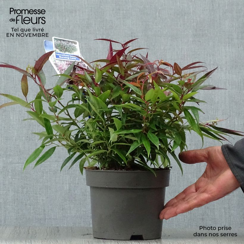 Leucothoe keiskei Burning Love 2L/3L pot sample as delivered in autumn