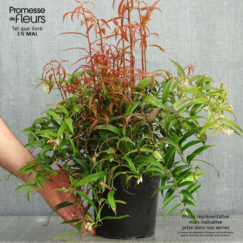 Leucothoe keiskei Halloween 4L/5L pot sample as delivered in spring