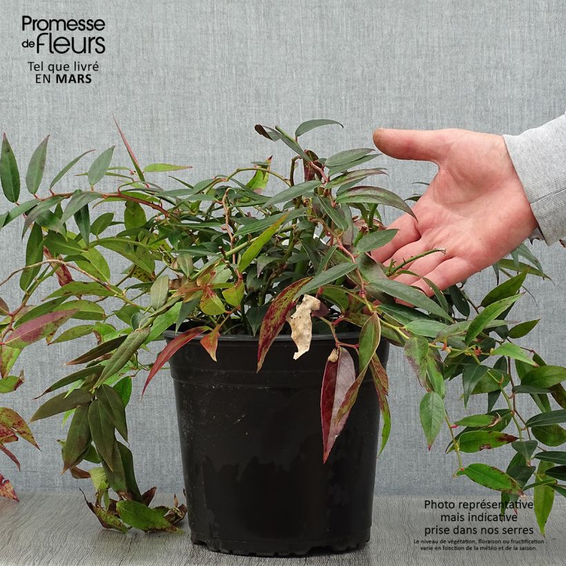 Leucothoe walteri Royal Ruby 2L/3L pot sample as delivered in winter