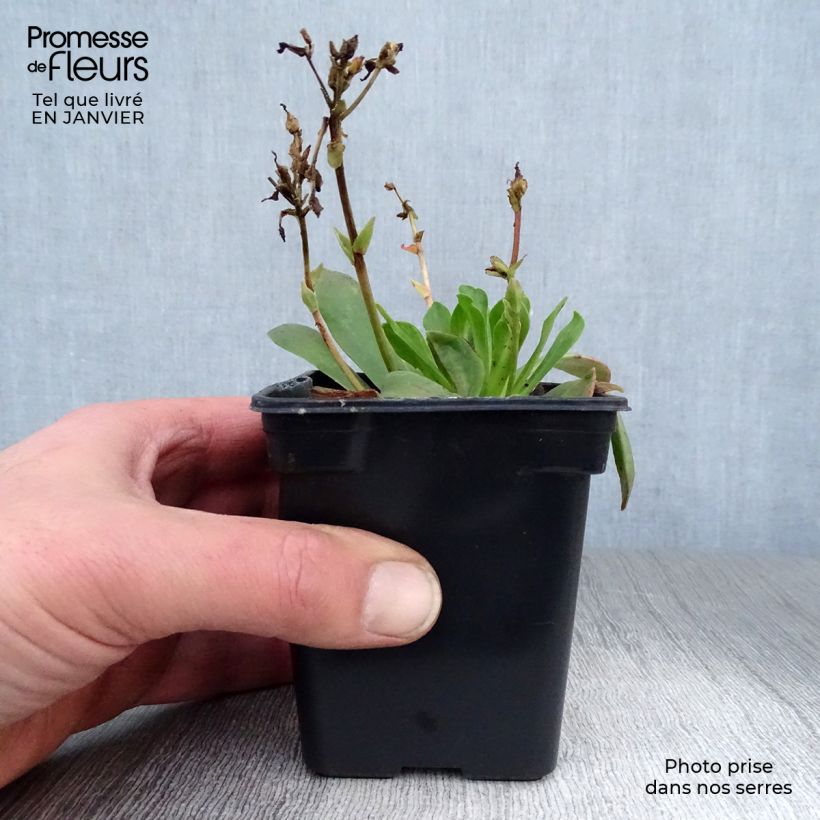 Lewisia cotyledon Mix 7/8 cm pot sample as delivered in winter