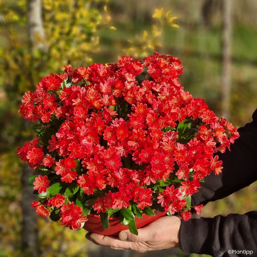 Lewisia cotyledon Sunset Glow® - Lewisia Marianne, Siskiyou Lewisia (Plant habit)