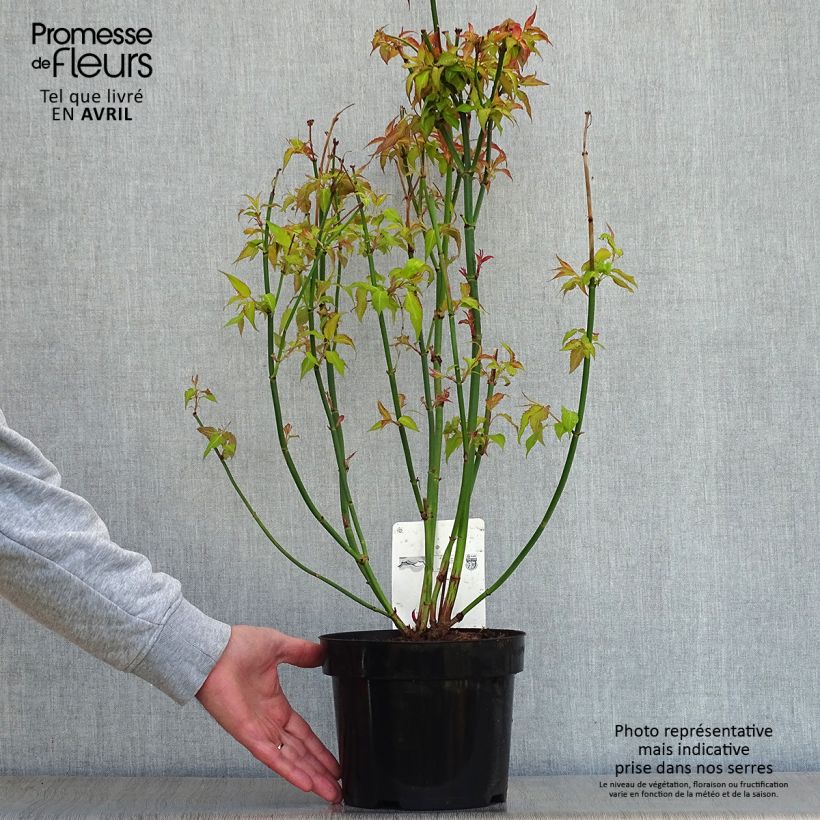 Leycesteria formosa Golden Lanterns 2L/3L pot sample as delivered in spring