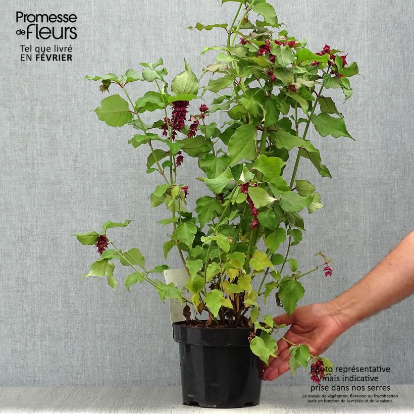 Leycesteria formosa Purple Rain 2L/3L pot sample as delivered in autumn