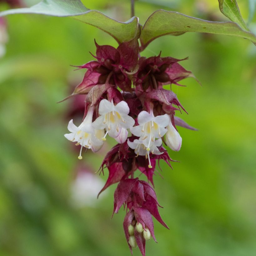 Leycesteria formosa seeds (Flowering)