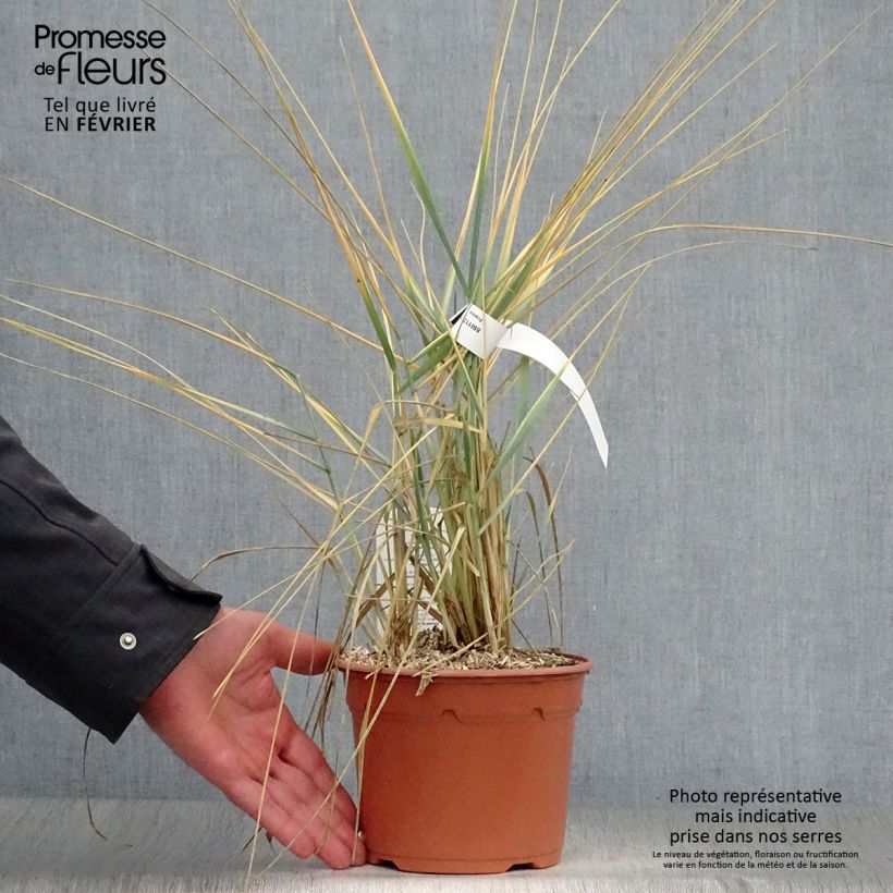 Leymus arenarius 2L/3L pot sample as delivered in winter