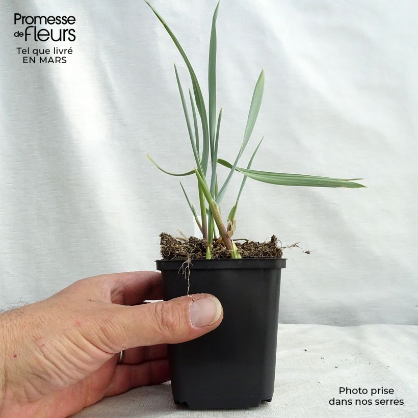 Leymus arenarius Blue Dune 8/9 cm pot sample as delivered in spring