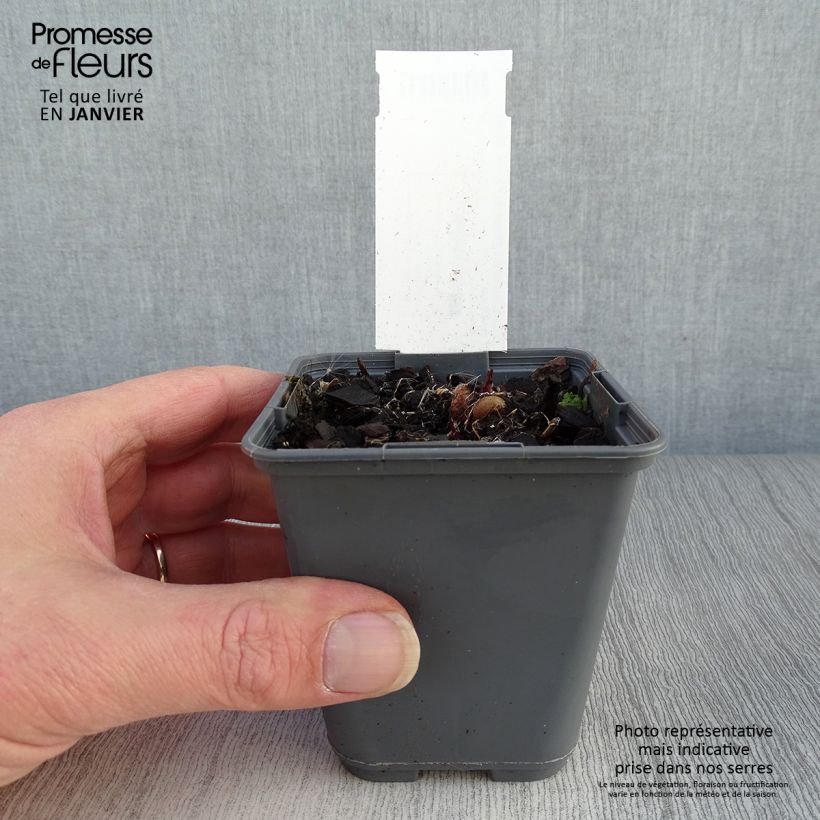 Liatris ligulistylis 8/9 cm pot sample as delivered in winter