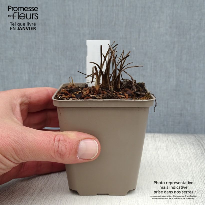 Liatris pycnostachya 8/9 cm pot sample as delivered in winter