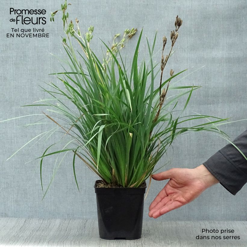 Libertia sessiliflora Caerulescens 2L/3L pot sample as delivered in autumn